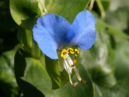 Image of Asiatic dayflower