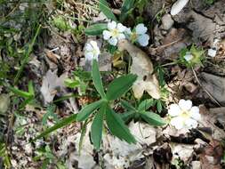 Image of White Cinquefoil