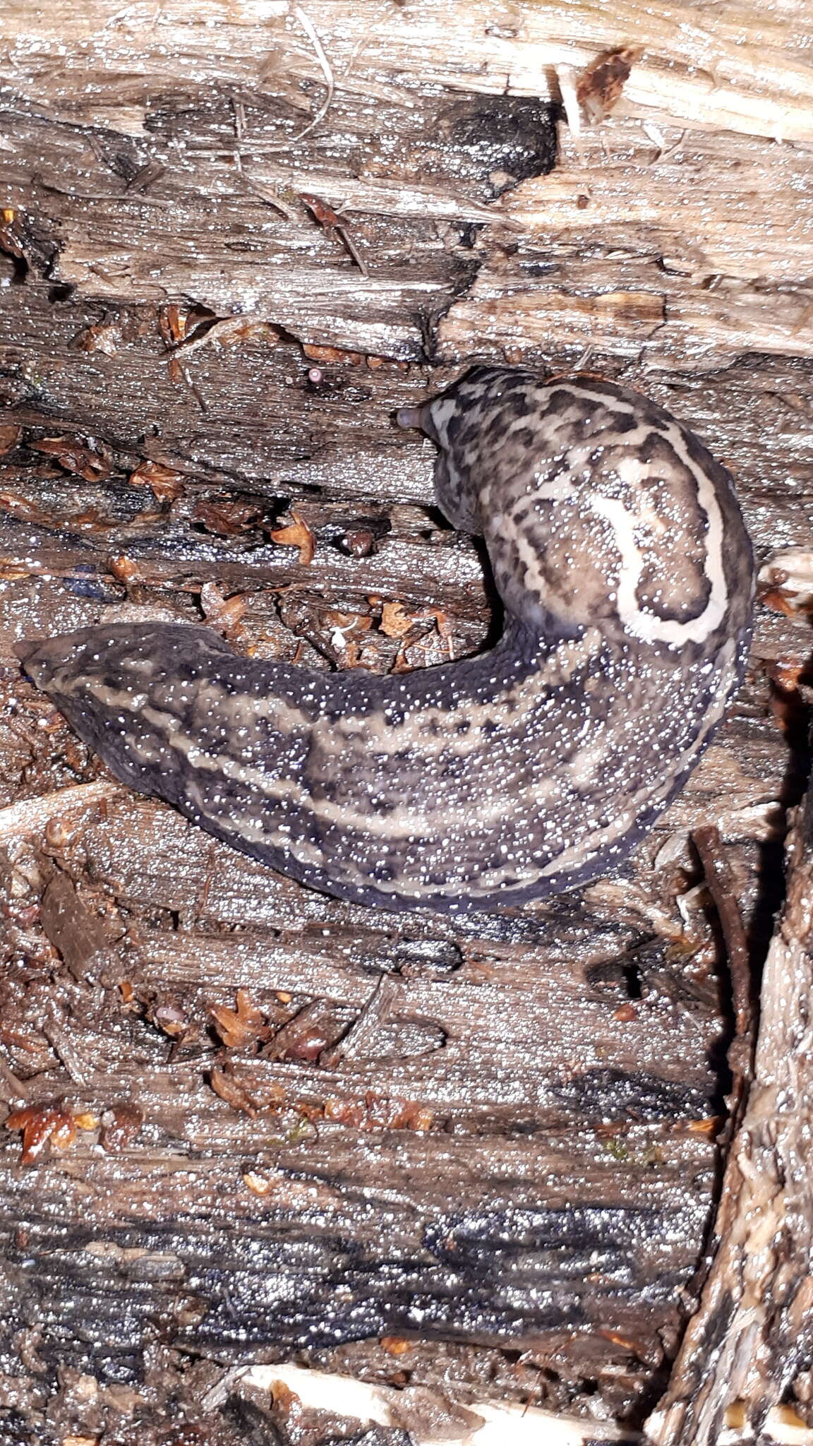 Image of Limax Linnaeus 1758