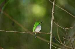 Imagem de Todus multicolor Gould 1837