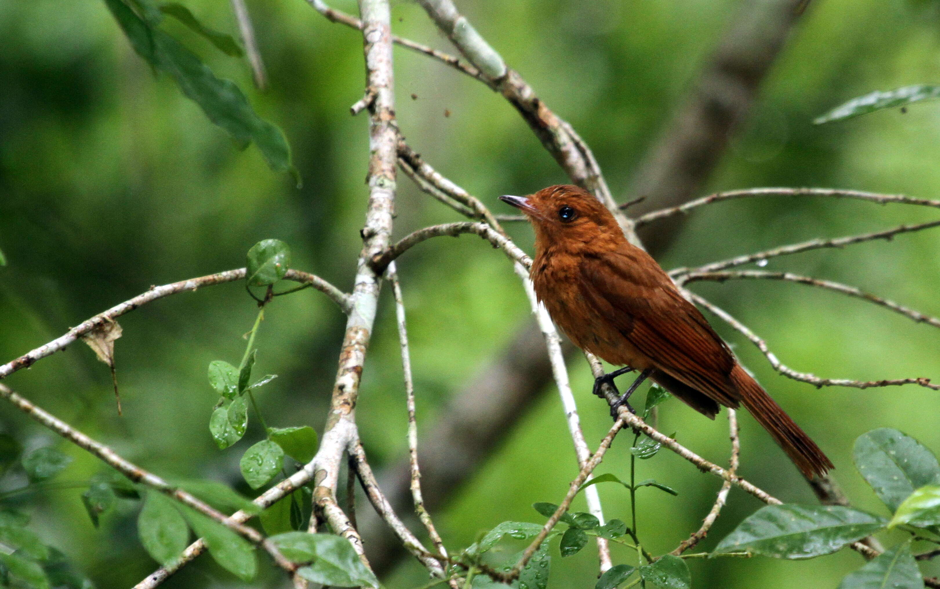 Image of Rufous Piha