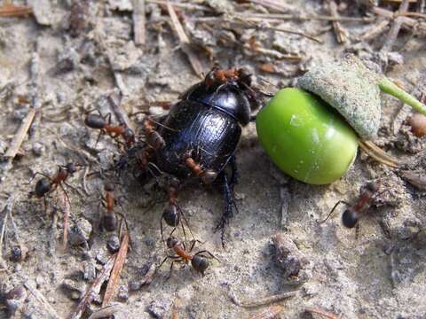 Слика од Anoplotrupes