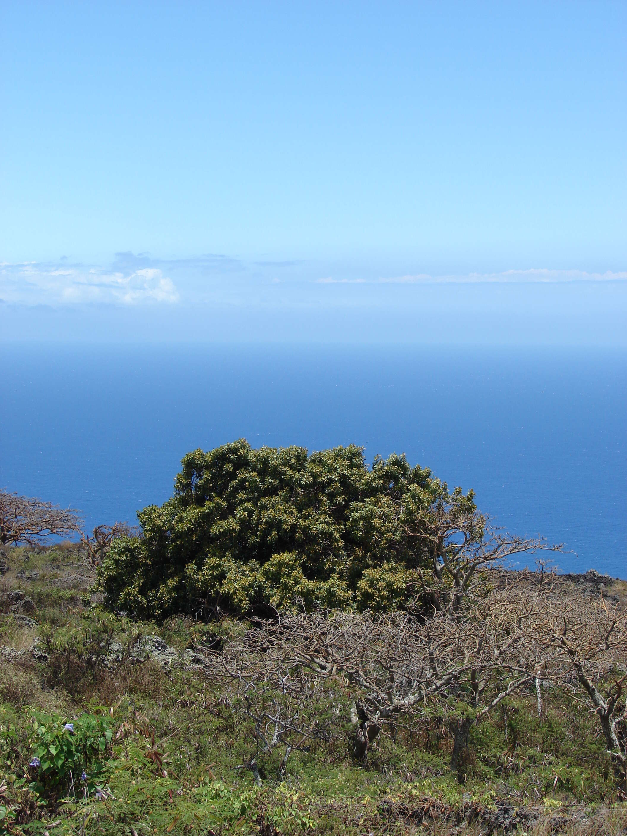 Image of Island nesoluma