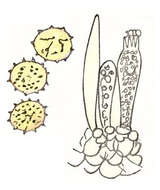 Image of gilded brittlegill