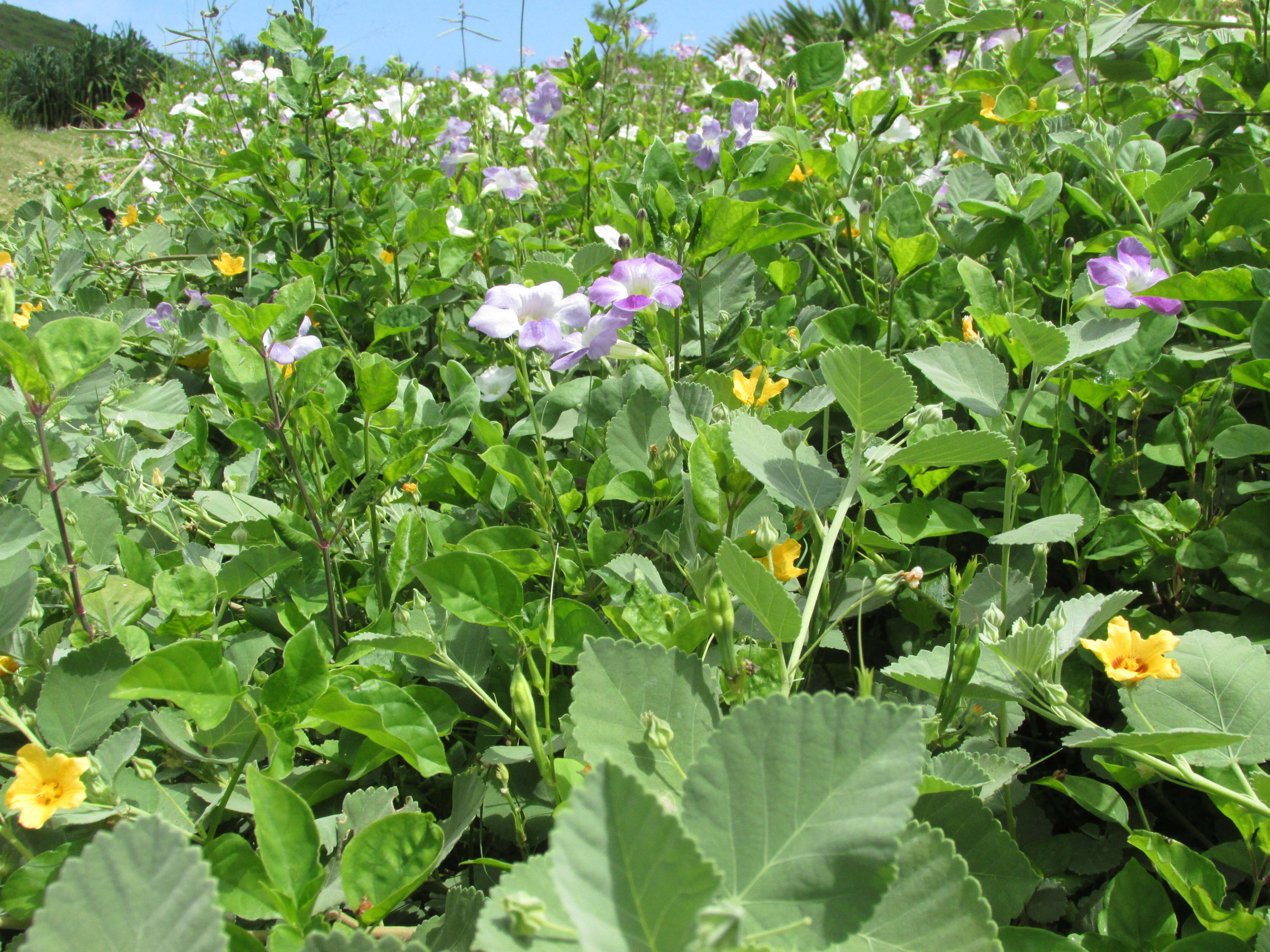 Image of Chinese violet