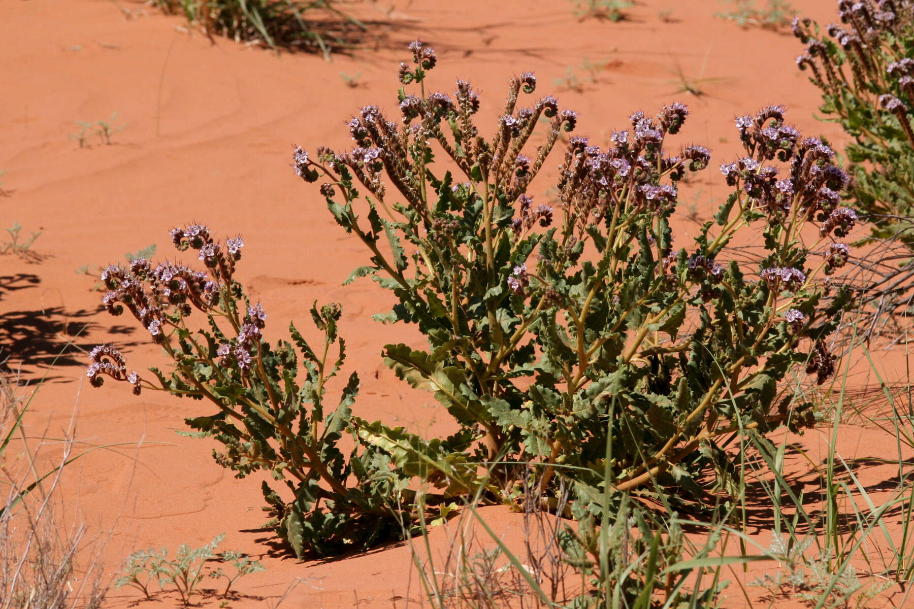 Image of scorpionweed