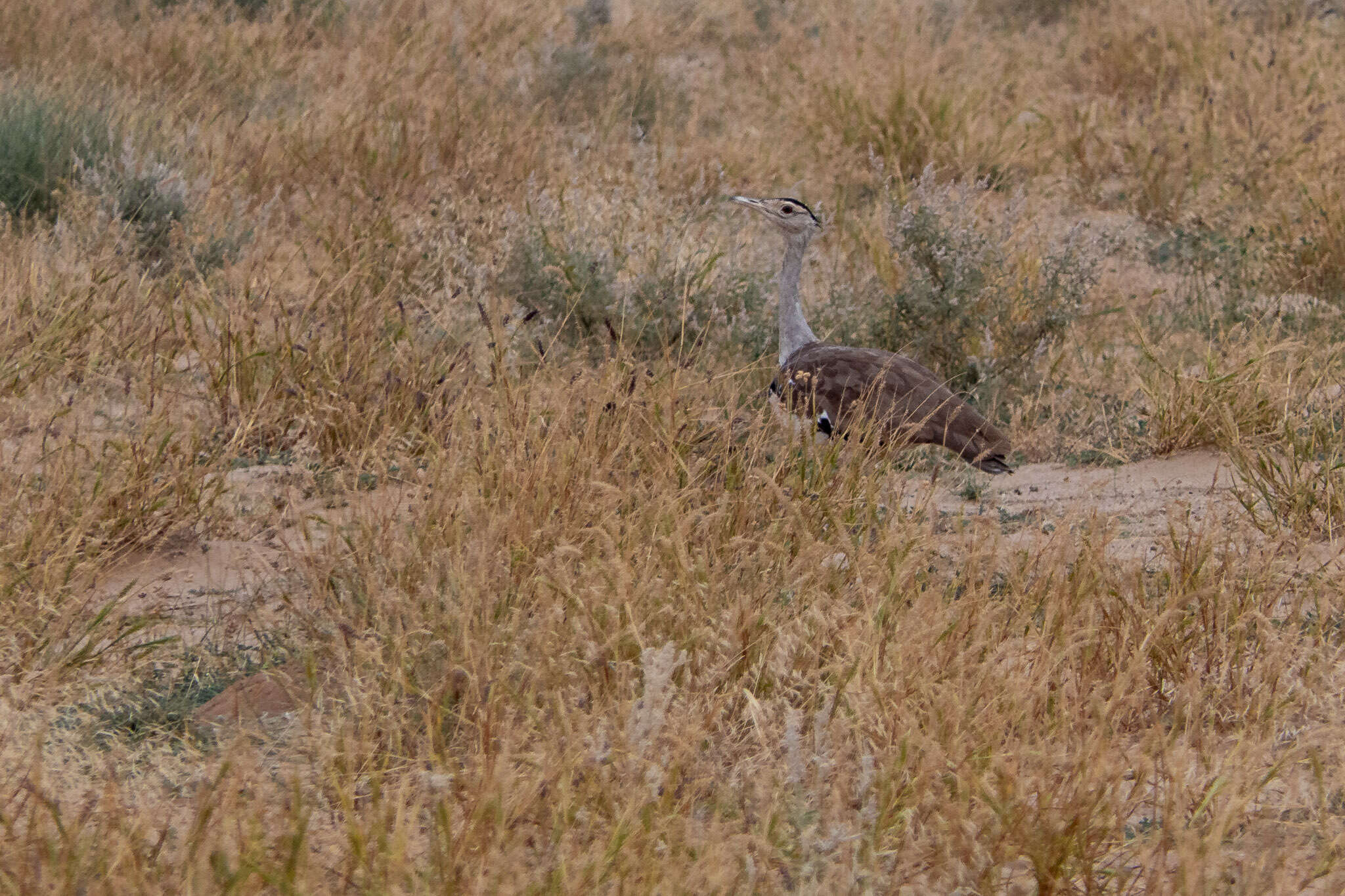 Image of Great Indian Bustard