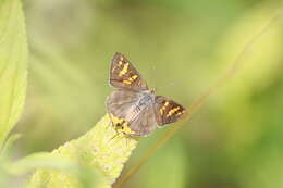 Слика од Cigaritis vulcanus