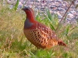 Image of Chinese Bamboo Partridge