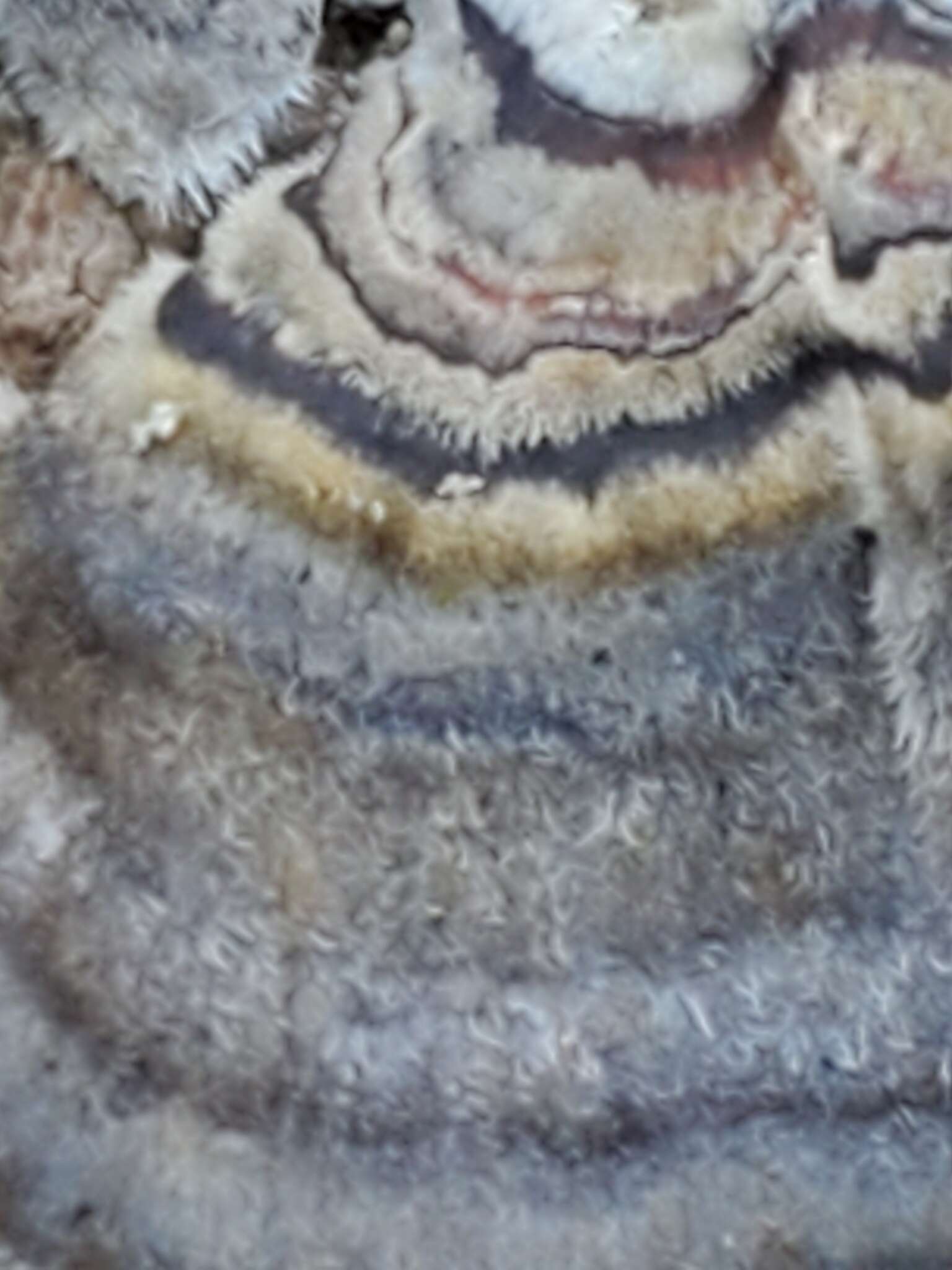 Image of Turkey Tail