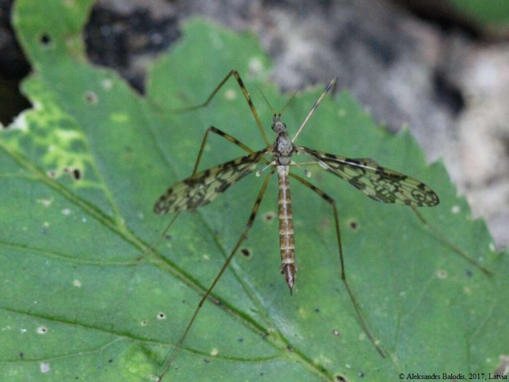 Image of Epiphragma (Epiphragma) ocellare (Linnaeus 1760)