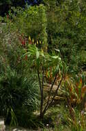 Image of Arthropodium milleflorum (Redouté) J. F. Macbr.