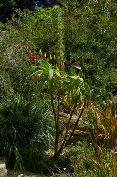 Image of Arthropodium milleflorum (Redouté) J. F. Macbr.