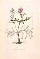 Image of vervain