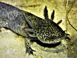 Imagem de Ambystoma mexicanum (Shaw & Nodder 1798)