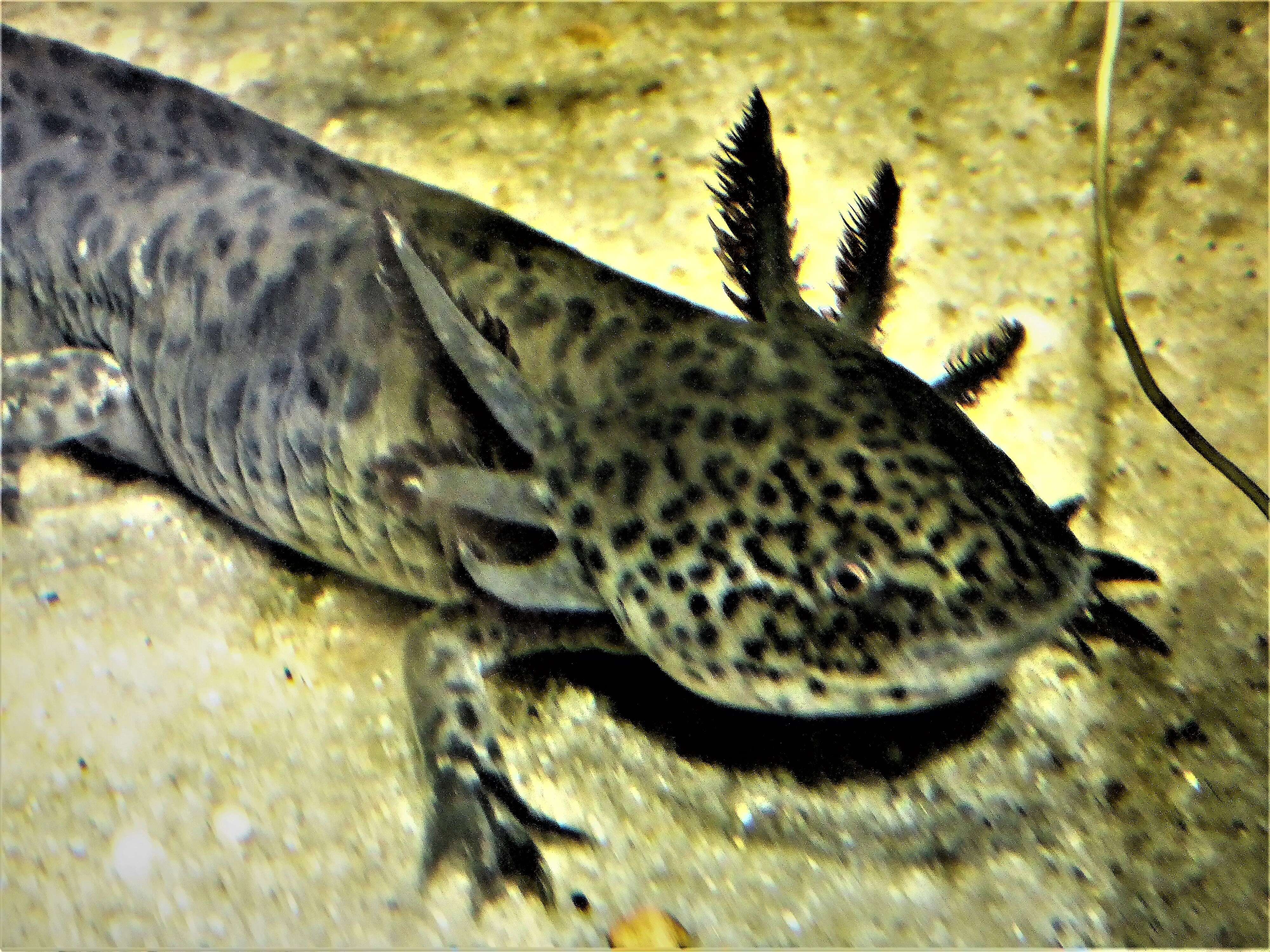 Image of Axolotl