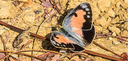 Image of Blue-spotted arab
