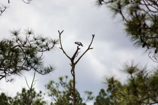 Image of Fish Crow