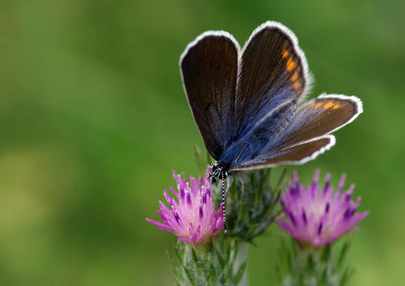 Sivun Cyaniris bellis kuva