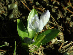 Image of Scilla mischtschenkoana Grossh.