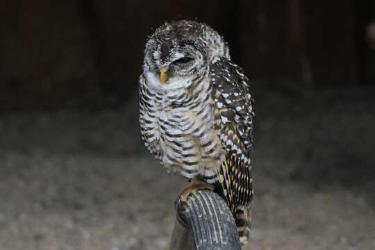 Image of Chaco Owl