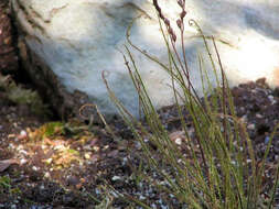 Image de Drosera filiformis Raf.