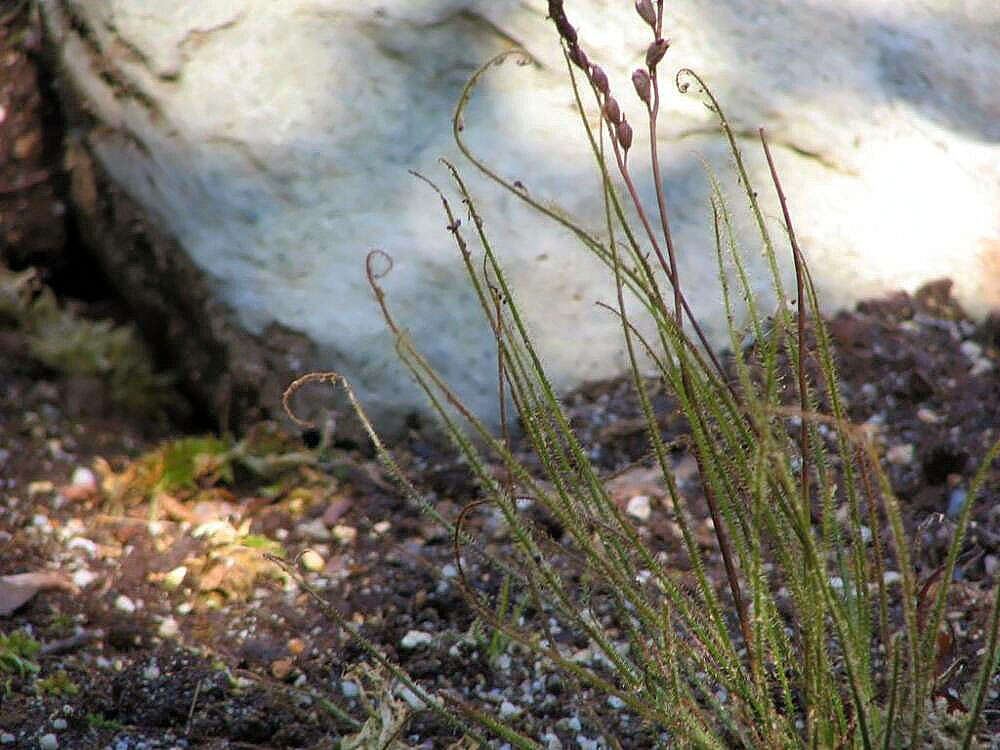 Image de Drosera filiformis Raf.