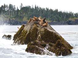 Image of northerns sea lions