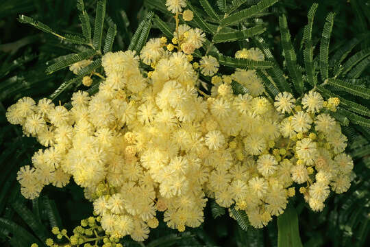 Image of black wattle