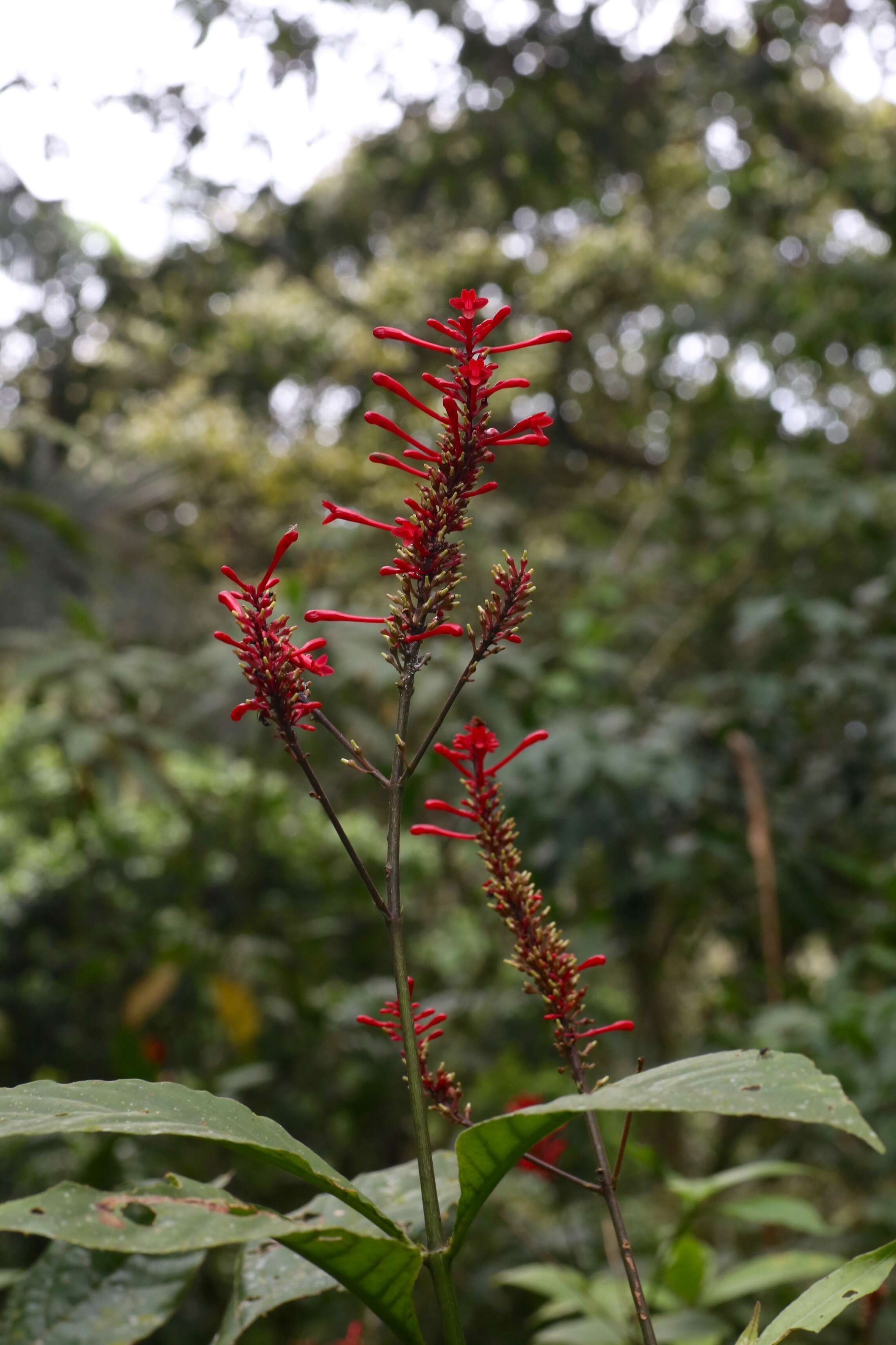 Image of Cardinal's guard flower