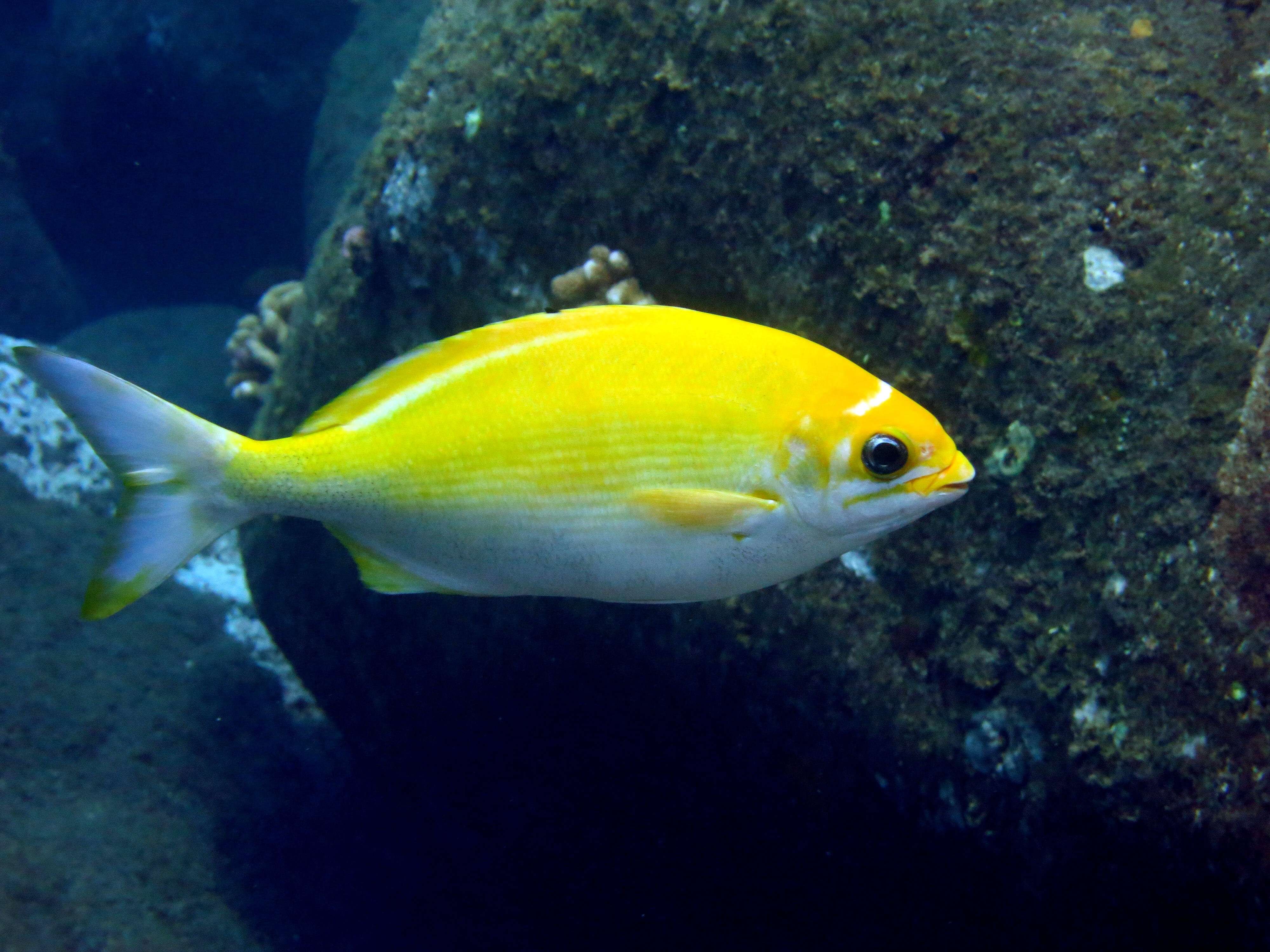 Image of Hawaiian chub