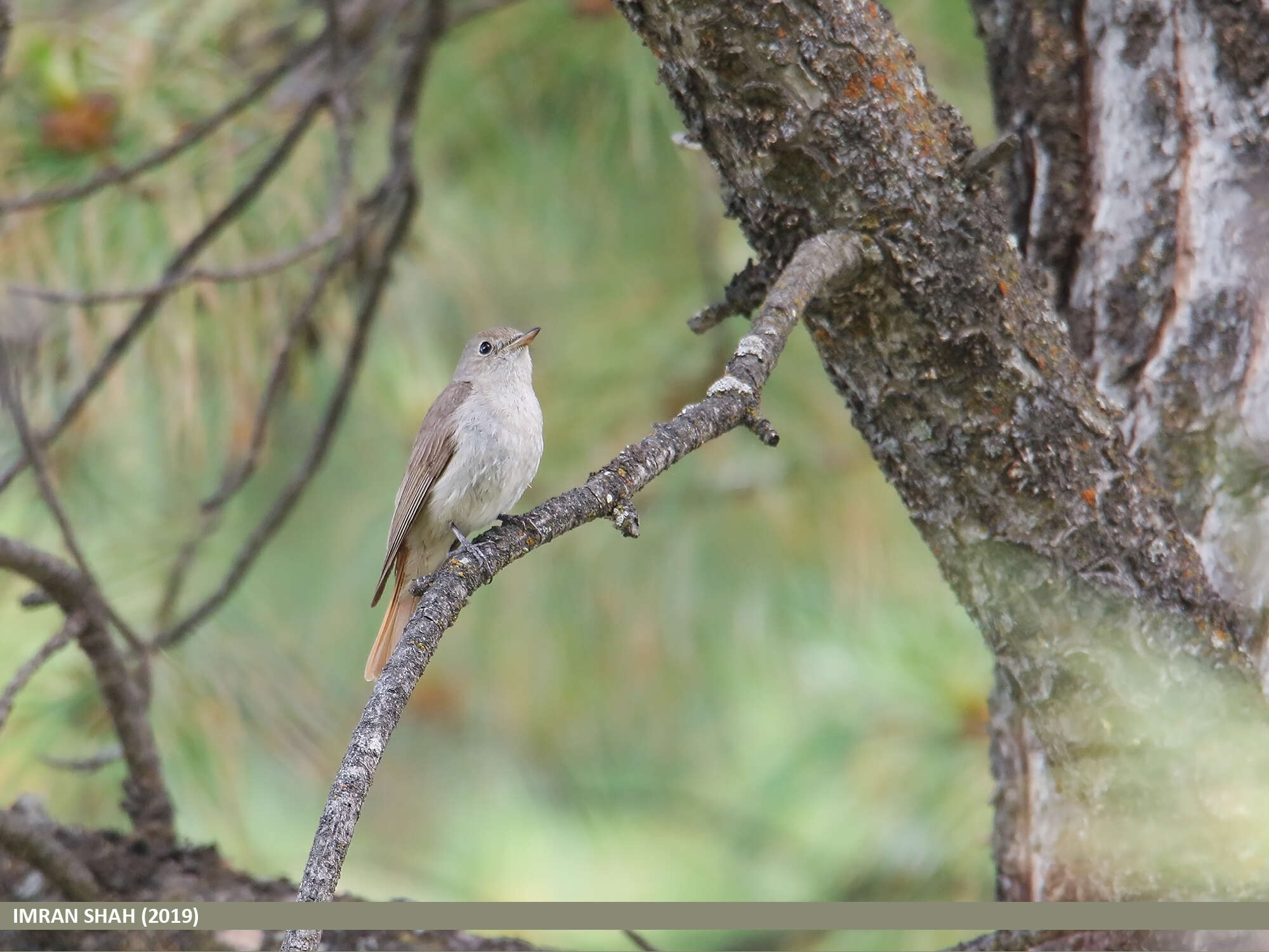 Image of Rusty-tailed Flycatcher