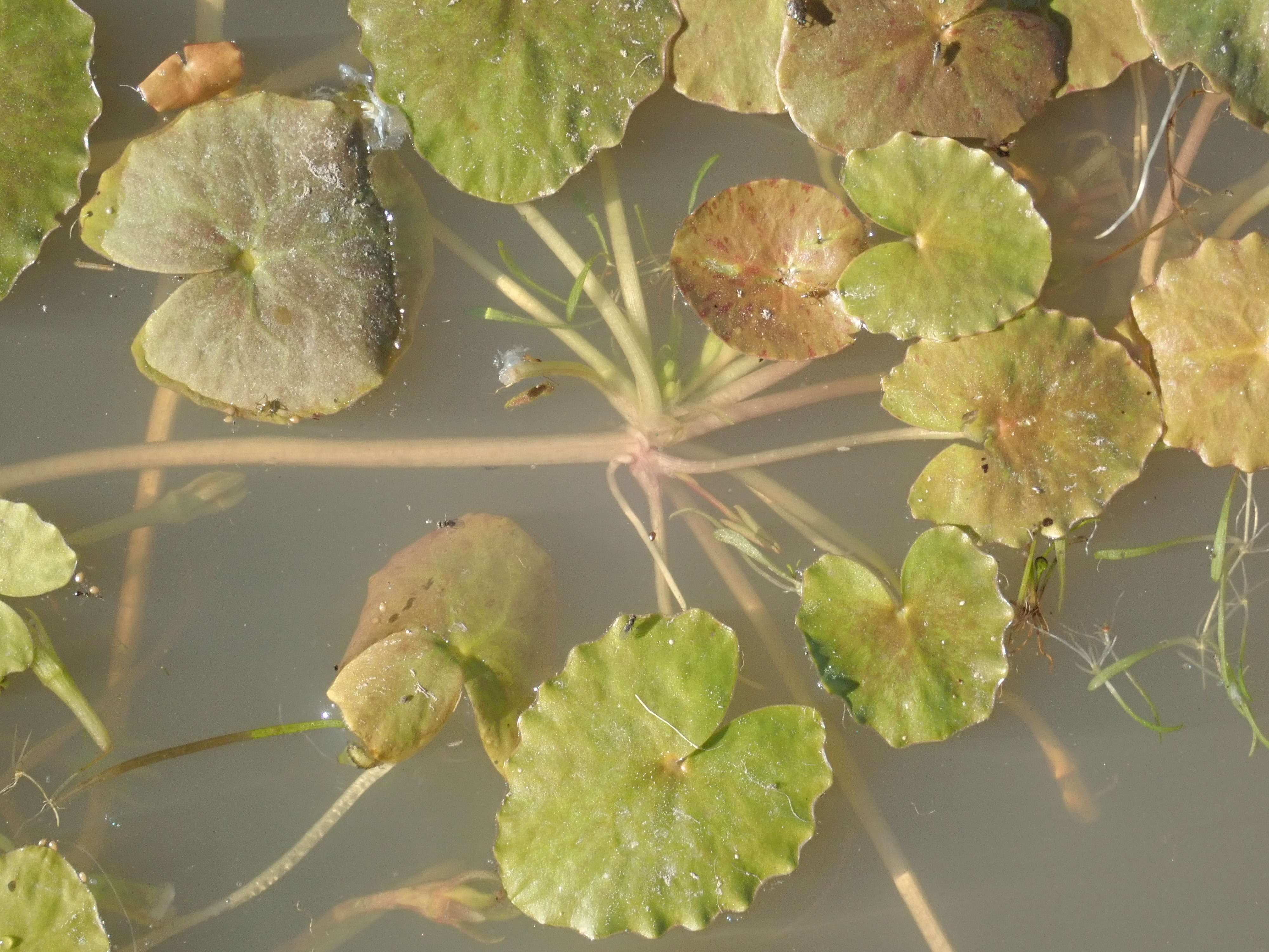 Image of Wavy Marshwort