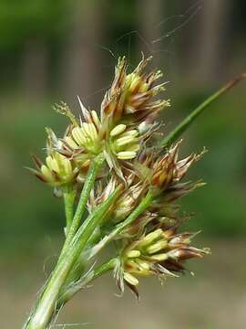 Image of common woodrush