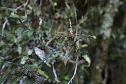 Image of Elaeocarpus hookerianus Raoul