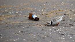 Image of Piping Plover