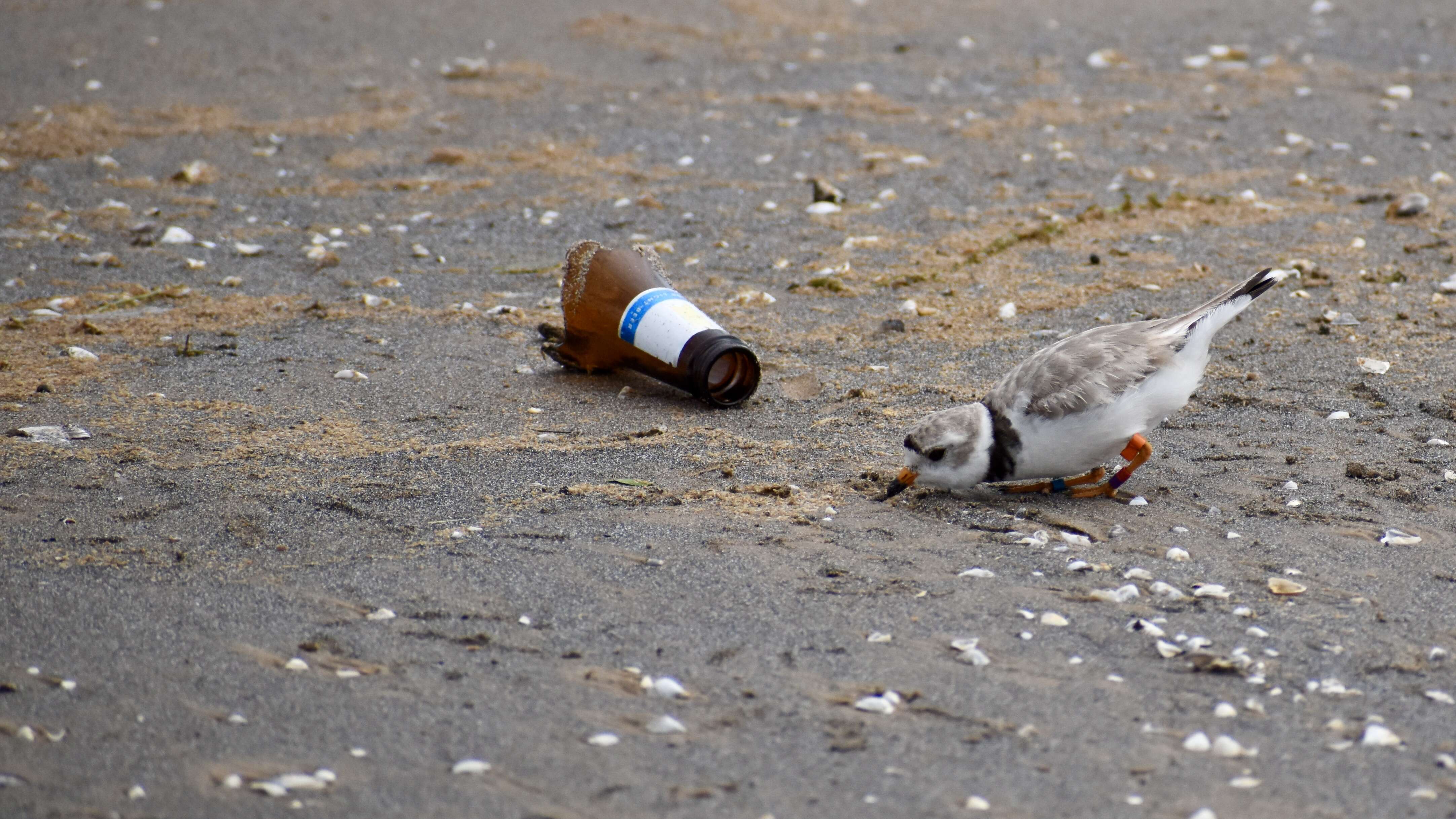 Image of Piping Plover