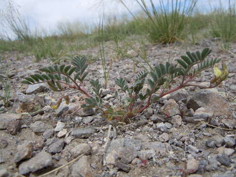 Image of Lemhi milkvetch