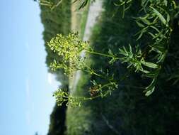 Image de Thalictrum lucidum L.