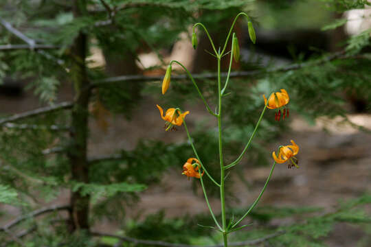 Image of Kelley's lily