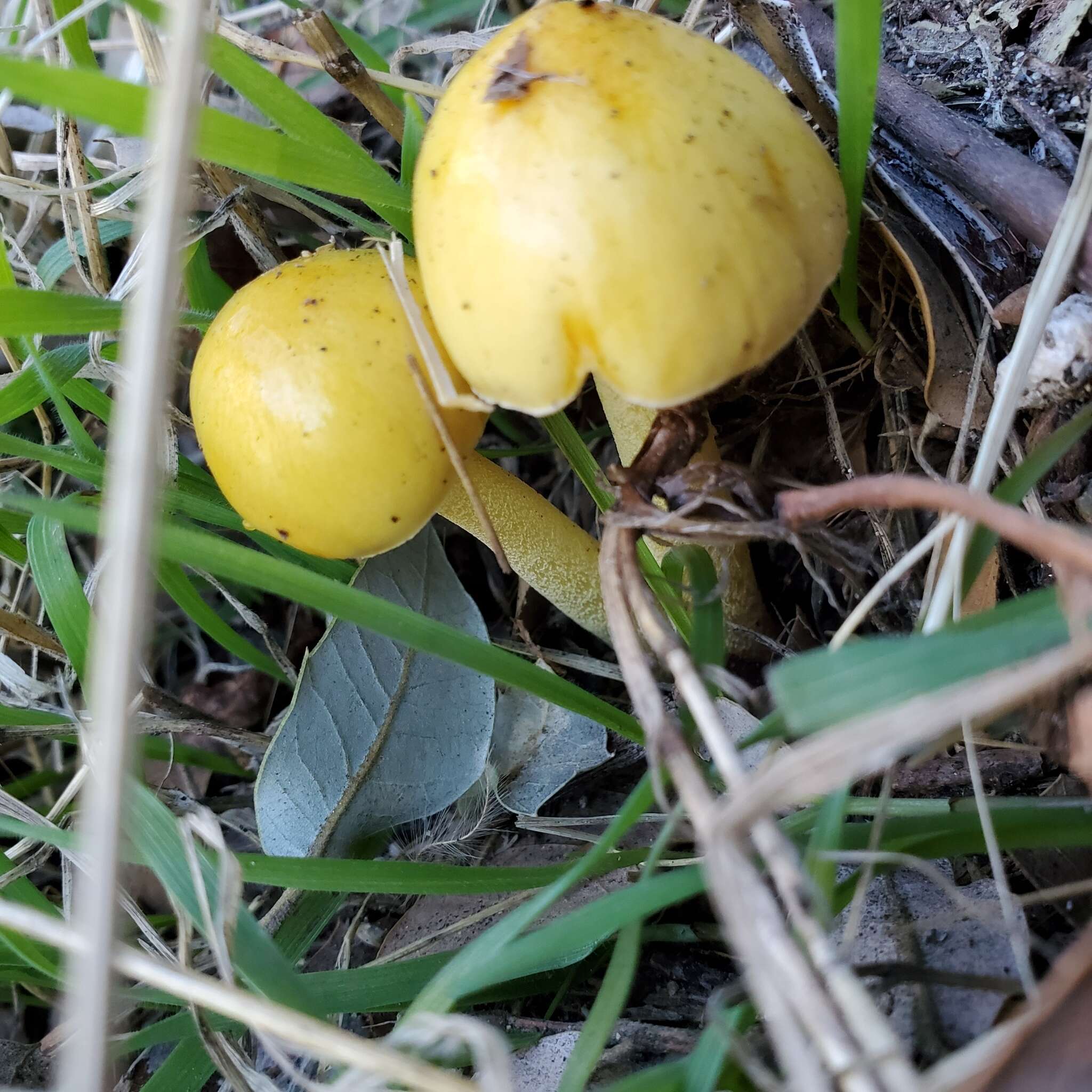 Image of Yellow Fieldcap