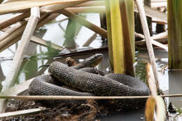 Image of Mississippi Green Water Snake