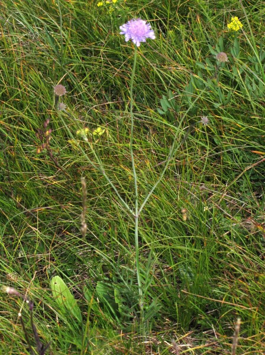 Image of glossy scabious