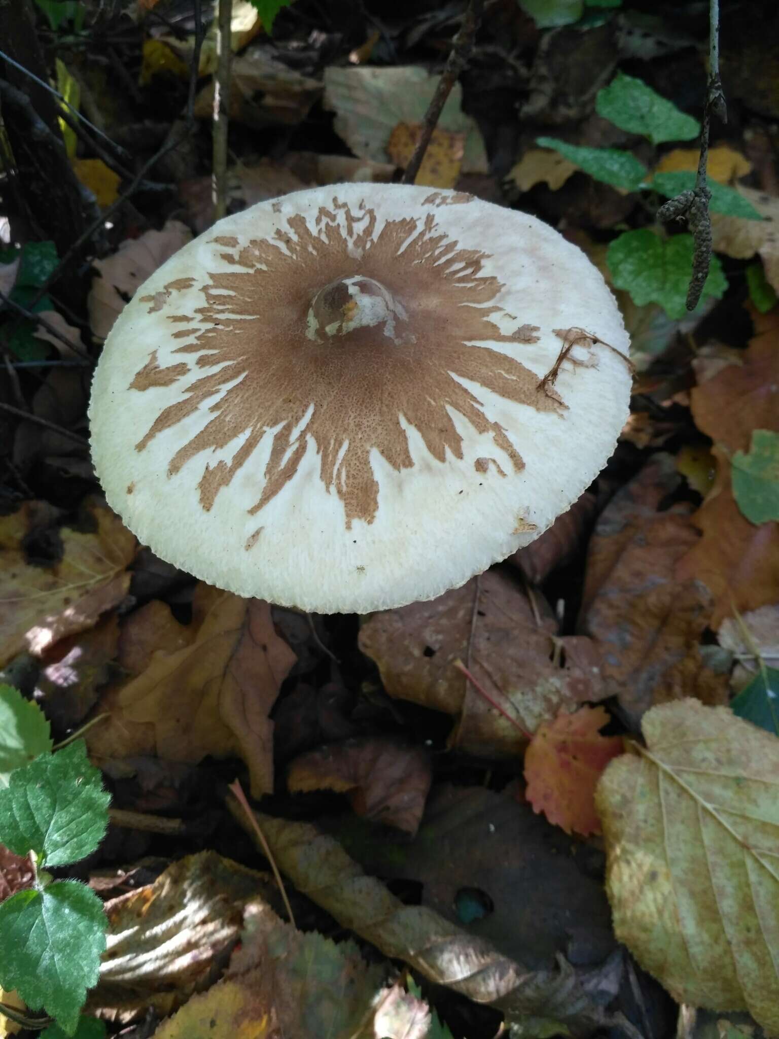 Macrolepiota mastoidea (Fr.) Singer 1951 resmi