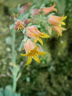 Image of Echeveria runyonii Rose