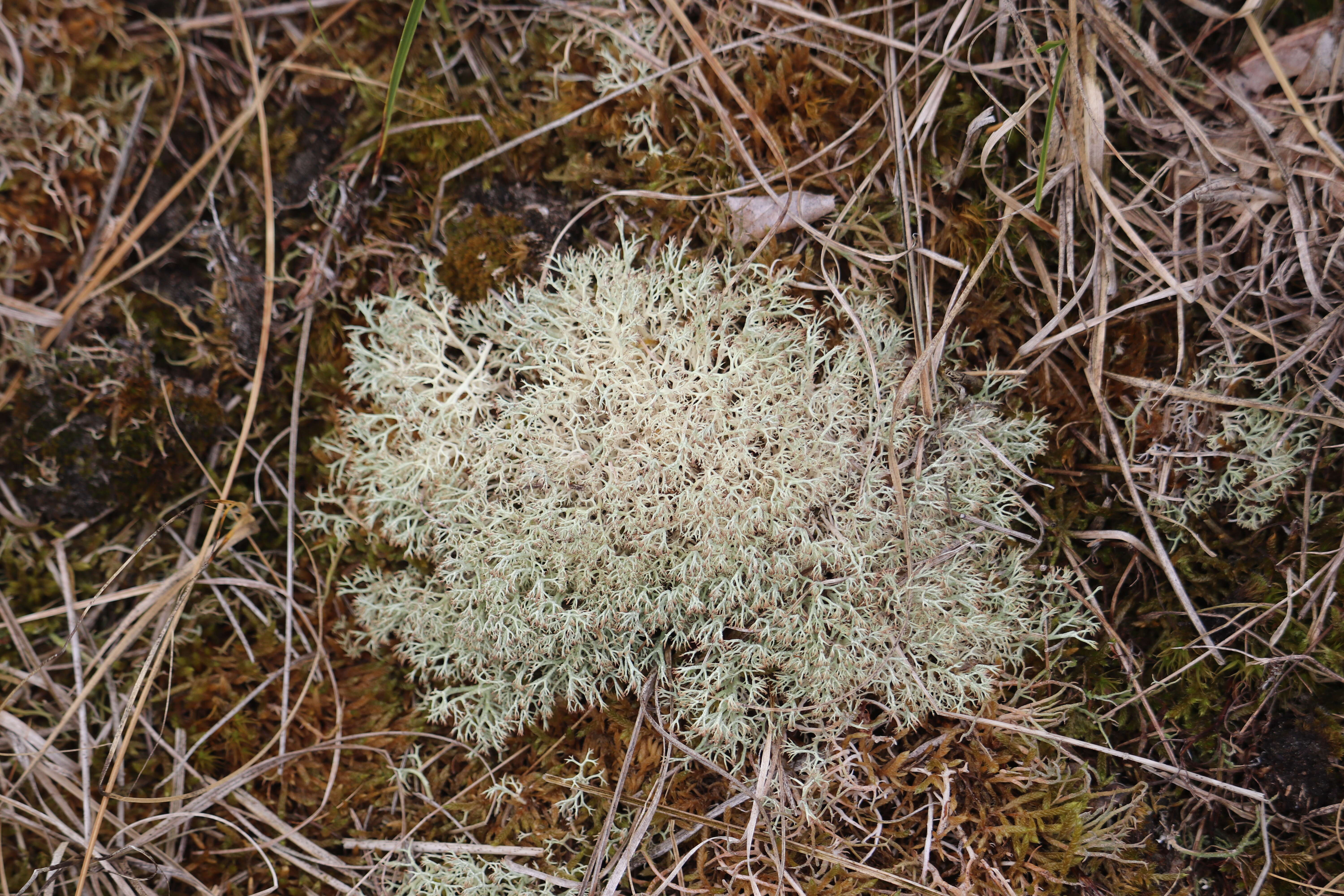 Image de Cladonia arbuscula (Wallr.) Flot.