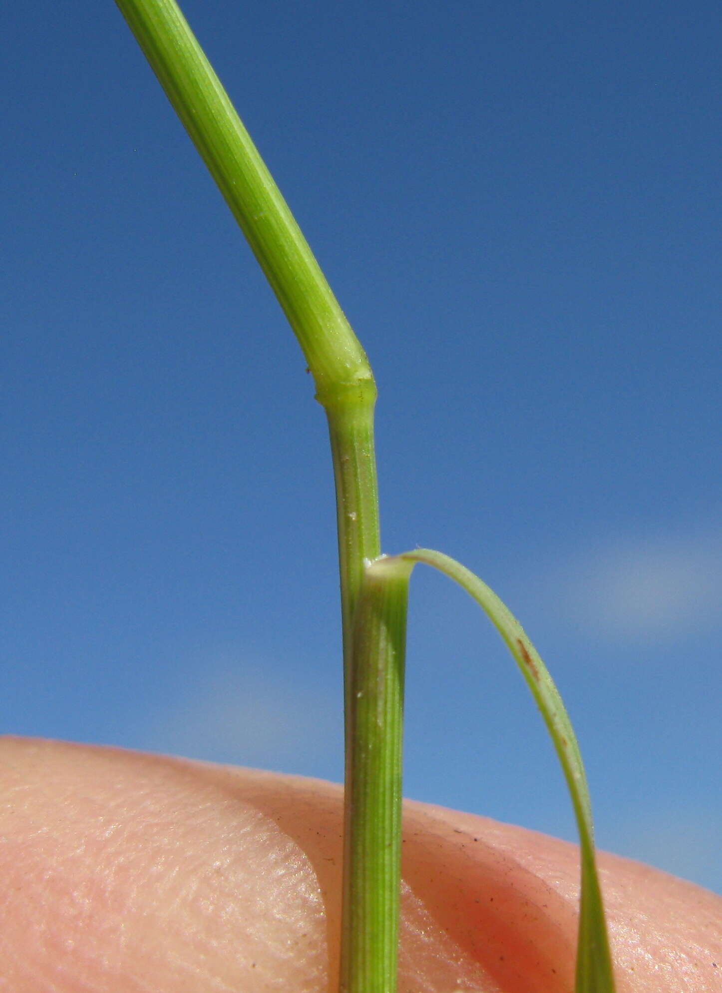 Image of smallflower lovegrass