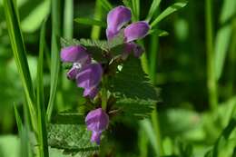 Image of spotted dead-nettle