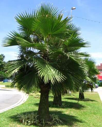 Image of Guadalupe palm