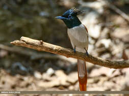 Image of Asian Paradise-Flycatcher